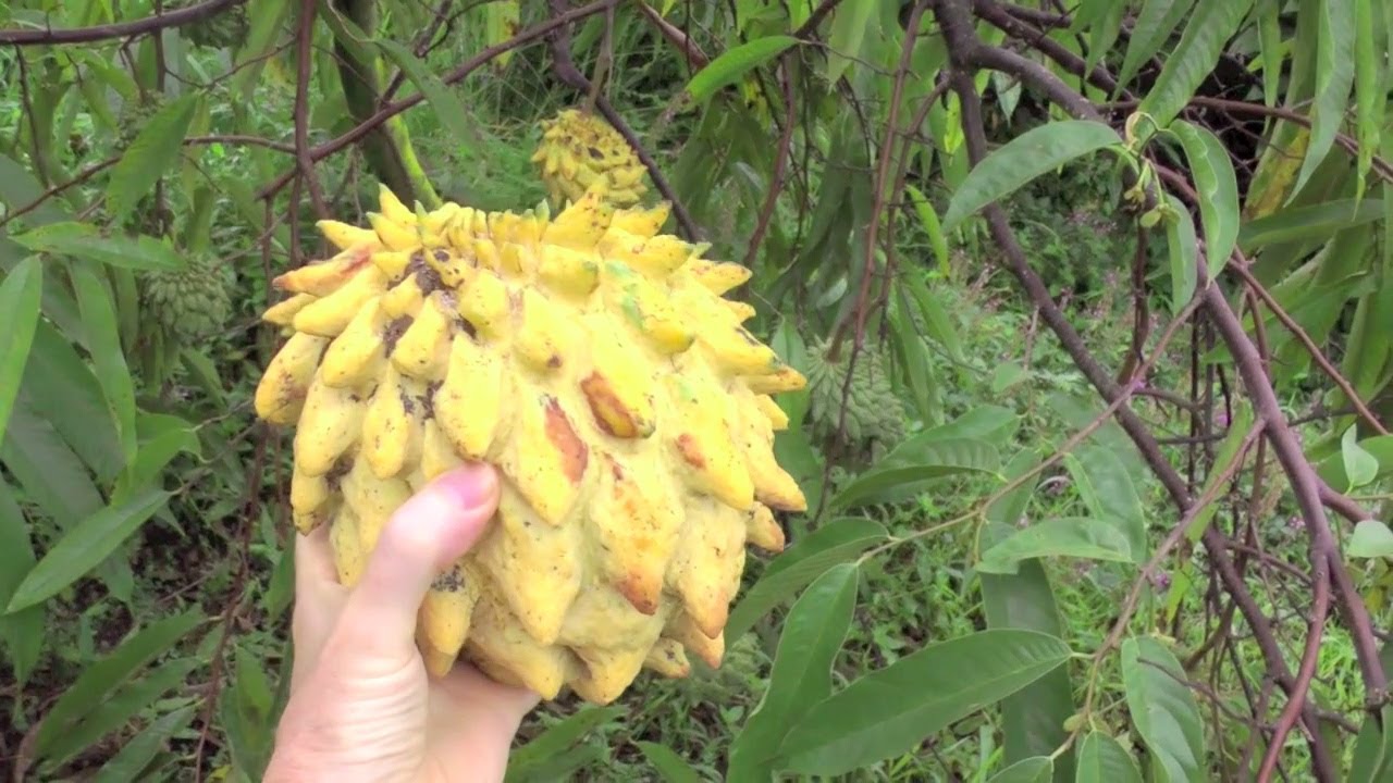 Picking Tropical Fruit for Breakfast | Rollinia, Tamarillo, Avocado | Kailua-Kona, Hawaii | HD