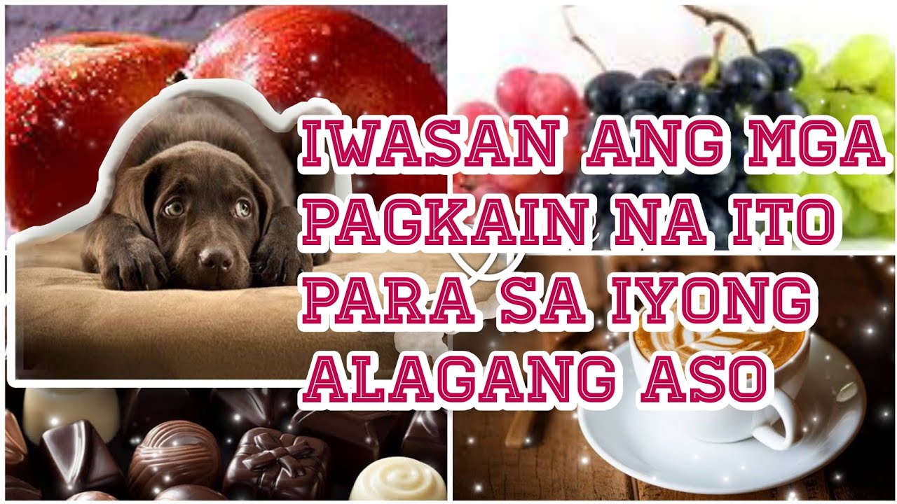 MGA 10 BAWAL NA PAGKAIN SA IYONG ALAGANG ASO | JEN TV