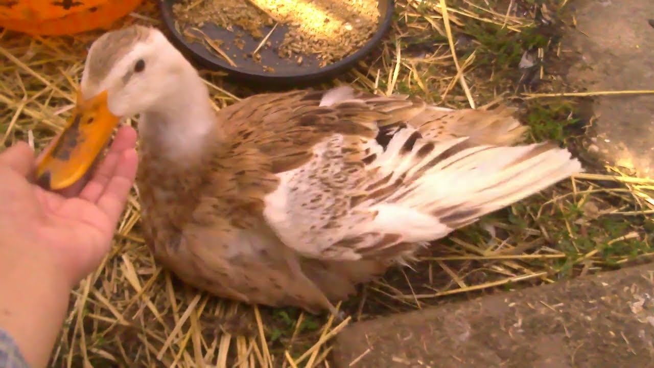 Ducklife 'Time with the Apples/Ducklings, Cat reaching her end of life' 2026 Aus