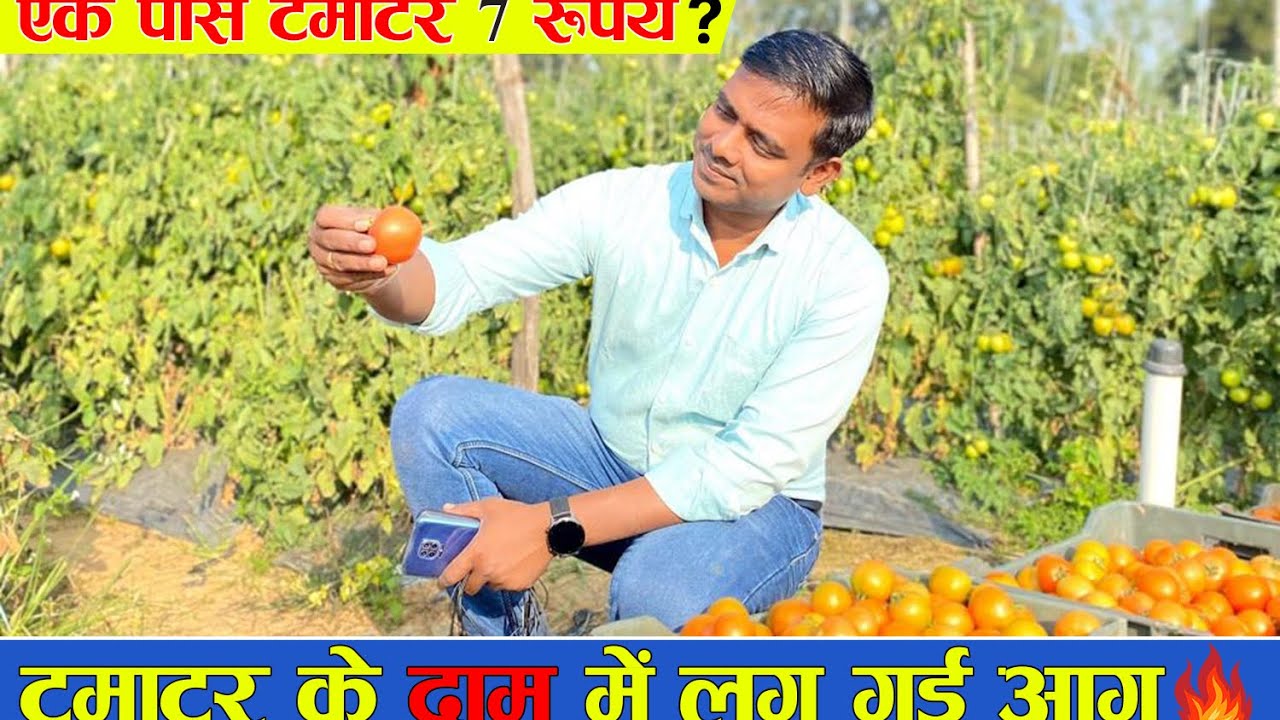 100 रुपये किलो वाला टमाटर 🍅 | बरसात में टमाटर उगायें और लाखों कमायें