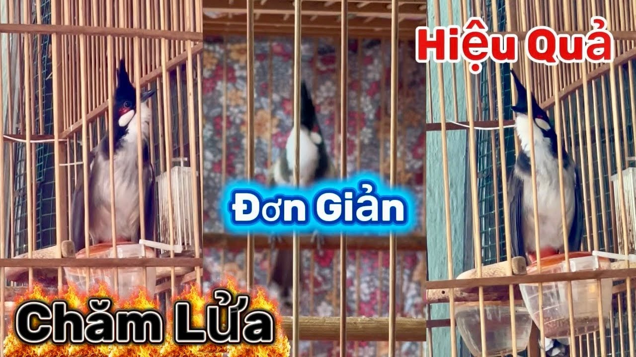 Chăm lửa nên mở áo lồng hay trùm | @Toanquangnam 