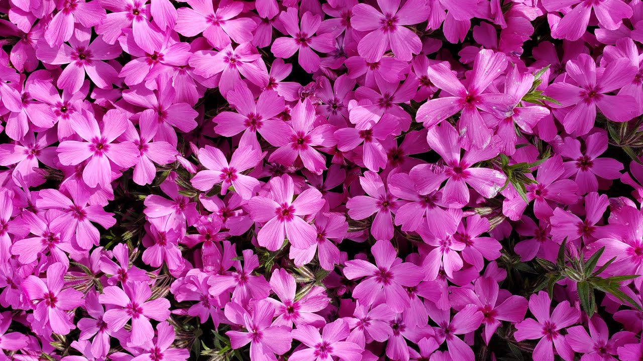 Creeping Phlox border idea. 🌸🌸🌸🌸🌸