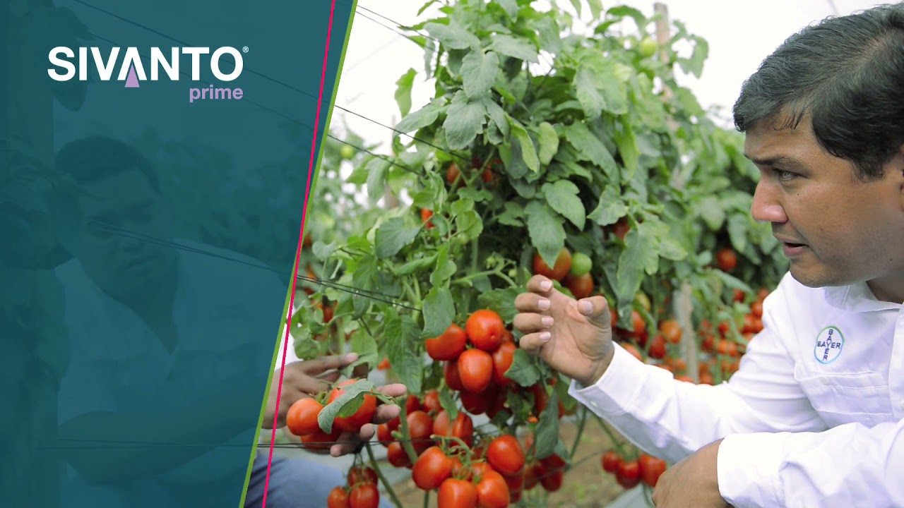 Mejora tu Cultivo de Tomate en 4 Etapas I Agro Bayer Centroamérica