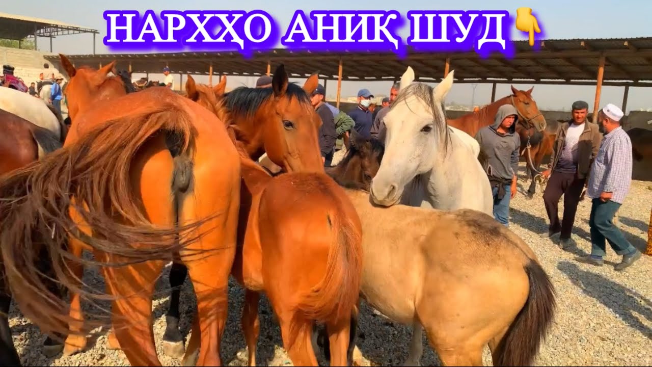 Аспбозори Душанбе(Ленский район). Нархи тойҳо, байталҳо ва аспҳои бузи.