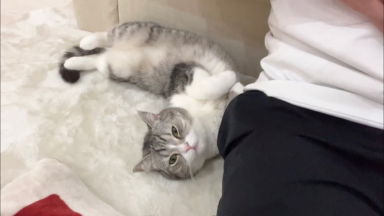 かまってもらえないと静かに横でなでなでされるのを待ってる猫がかわいすぎたw