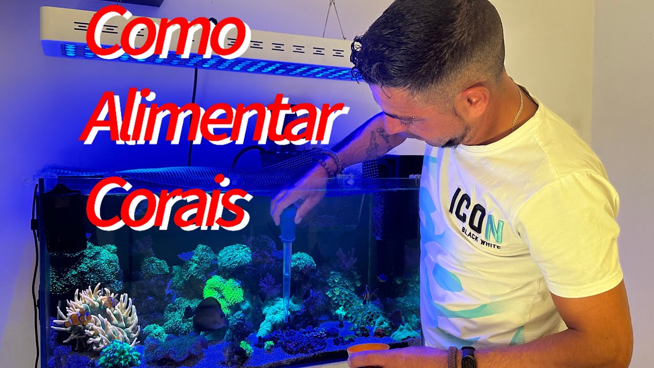 Como Alimentar  os meus corais ?