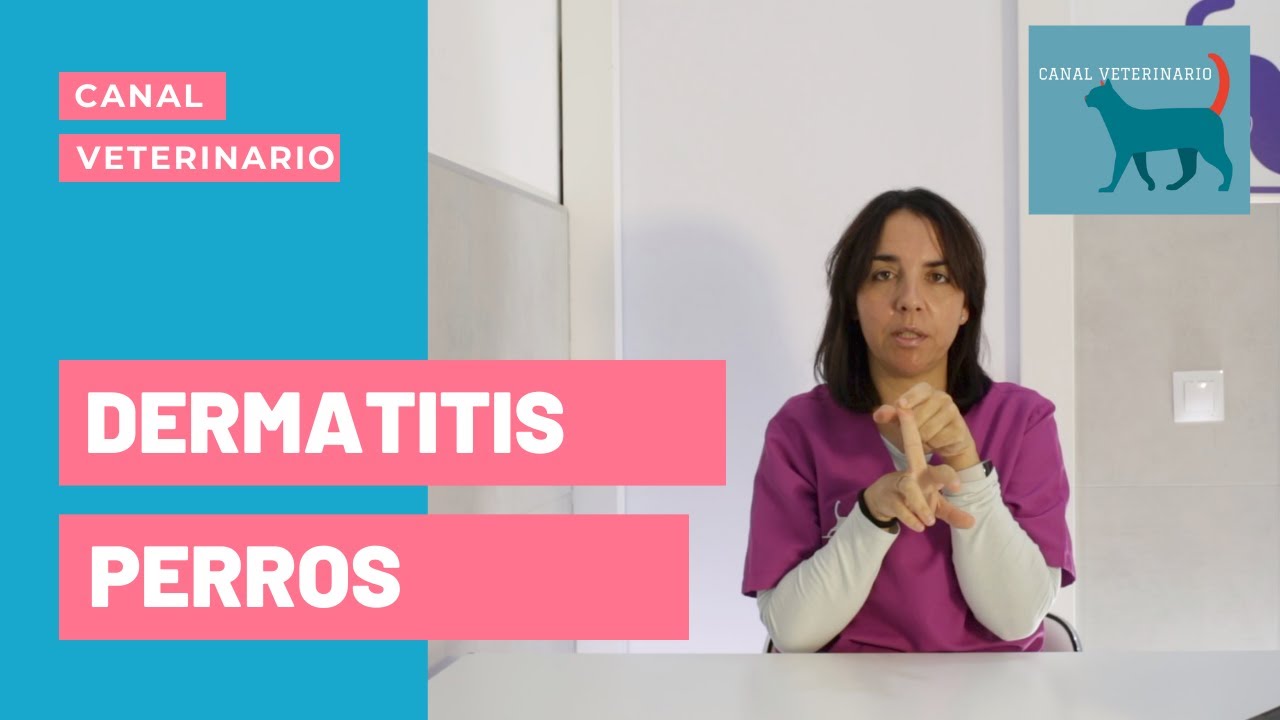 DERMATITIS en PERROS: Causas, tipos y Tratamientos ✅.