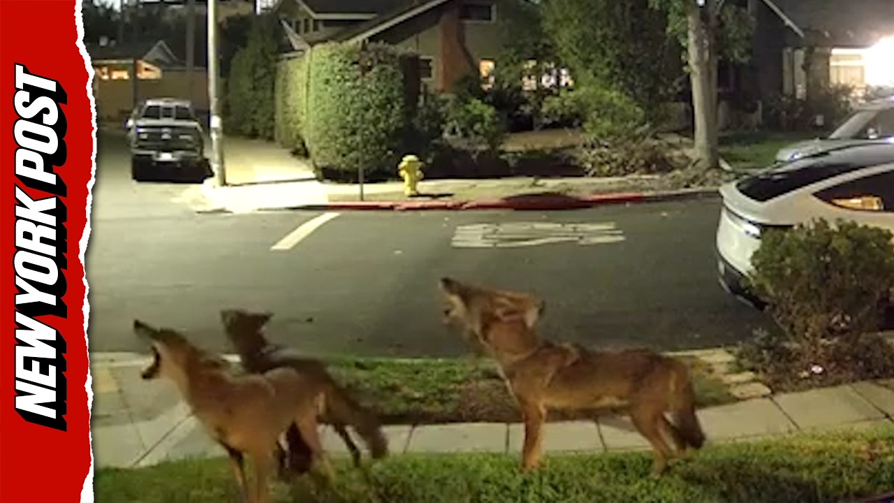 Wild Coyotes Launch Into Menacing Early Morning Group Howl Outside San Diego Home