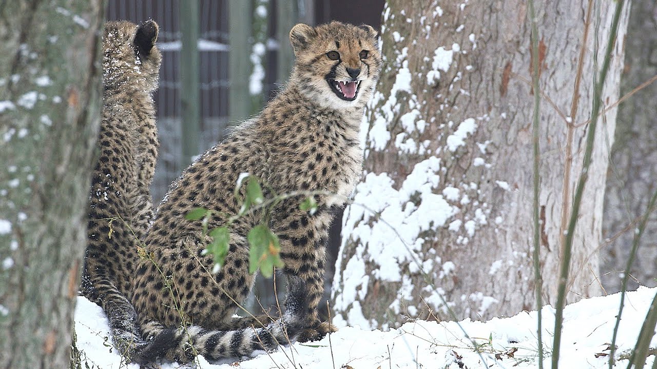 Afrikanische Tiere im Schnee I Tiergarten Schönbrunn
