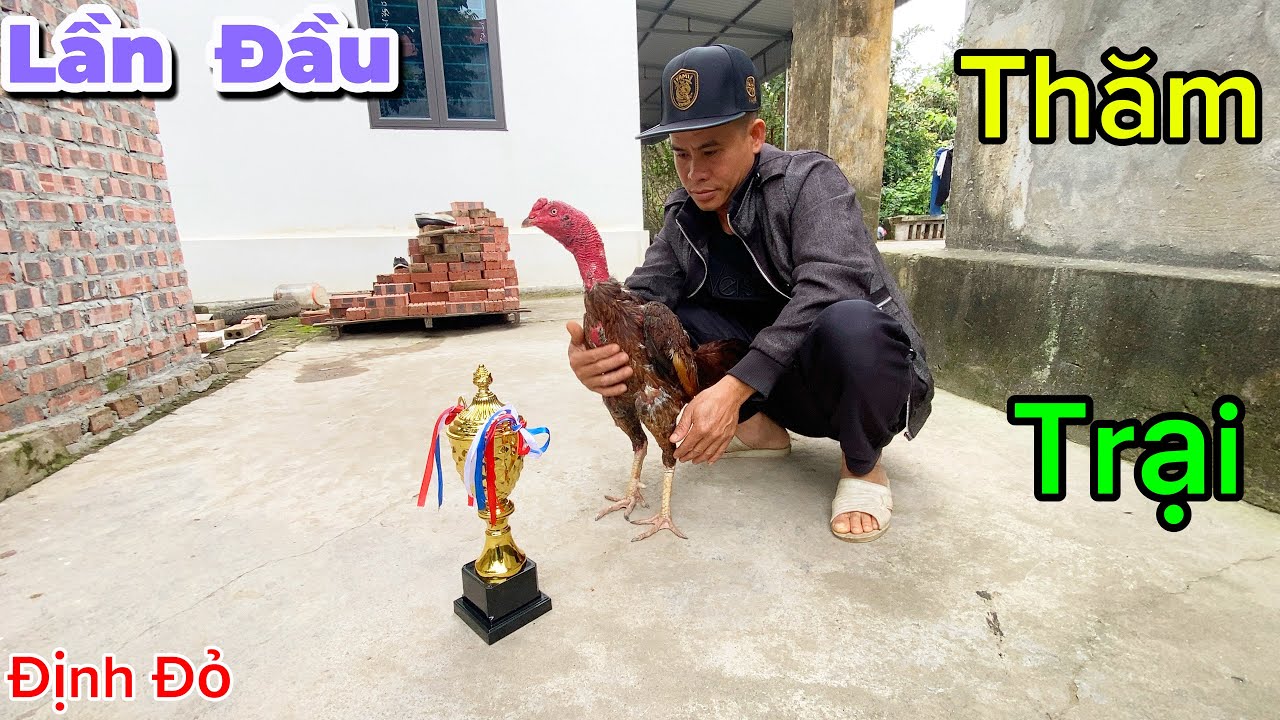 Em Này Du Lịch Thành Công Và Lần Đầu Bạn Hiếu Thăm Trại Có Em Gà Du Lịch | Định Đỏ