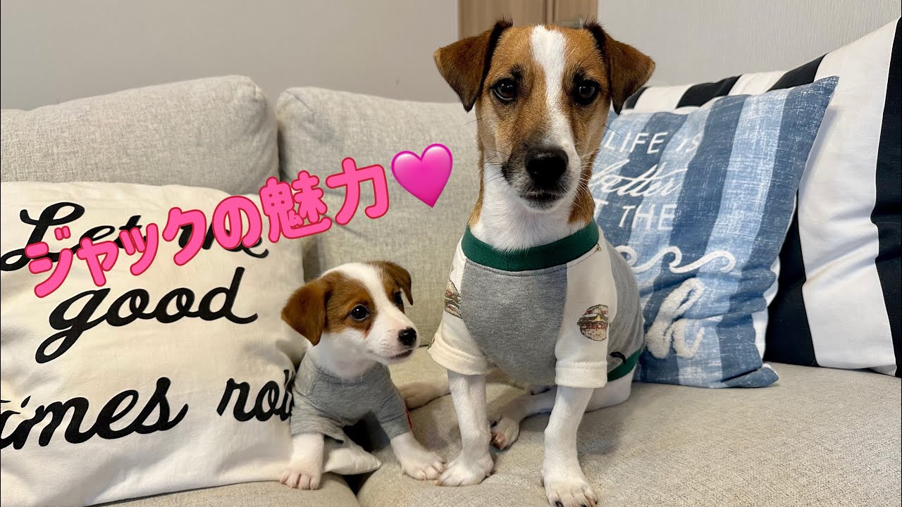 ジャックラッセルテリアの魅力について話します💓
