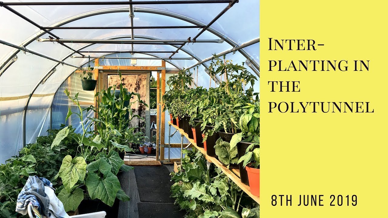Inter-planting in the polytunnel
