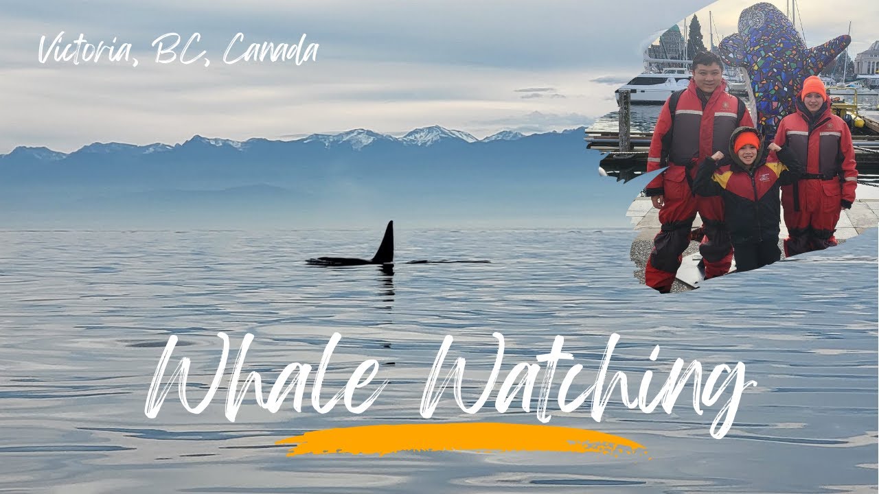 Whale Watching in Victoria, BC, Canada| An Unforgettable Ocean Moment!