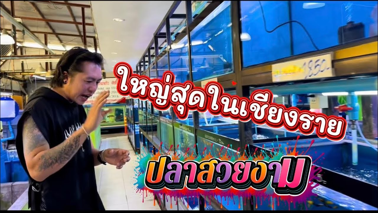 เดินซื้อปลาสวยงามในร้านปลาสวยงามที่ใหญ่ที่สุดในเชียงราย