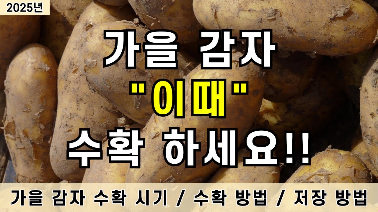 2025년 가을 감자 