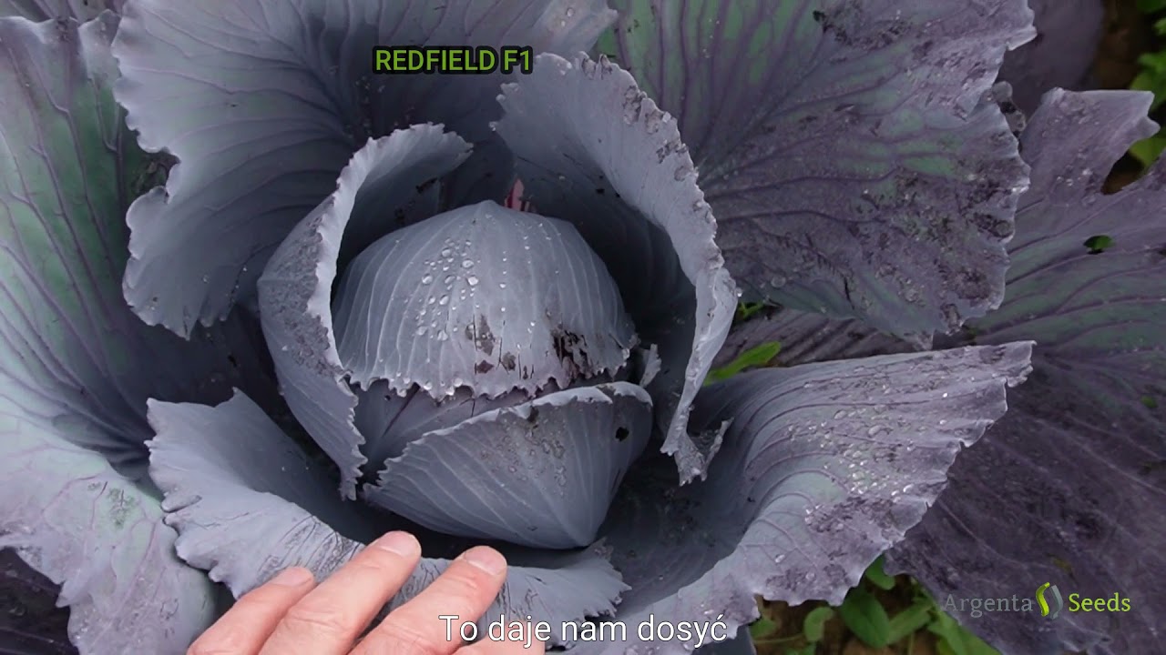 REDFIELD F1 CB 2722: nowoczesna kapusta czerwona