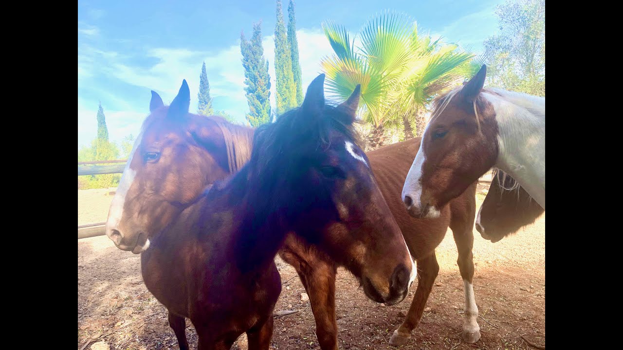 Vorstellung Claudia Langhein, Flower of Love