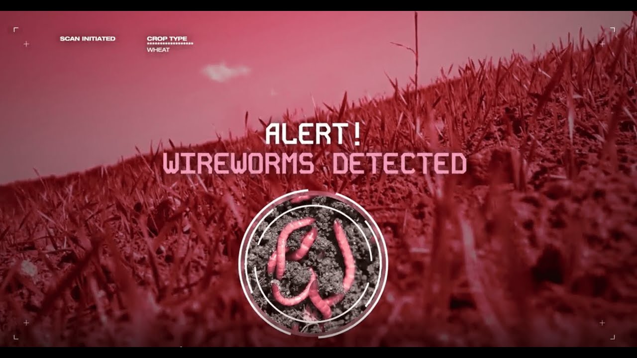 Terminate Wireworms with Equento