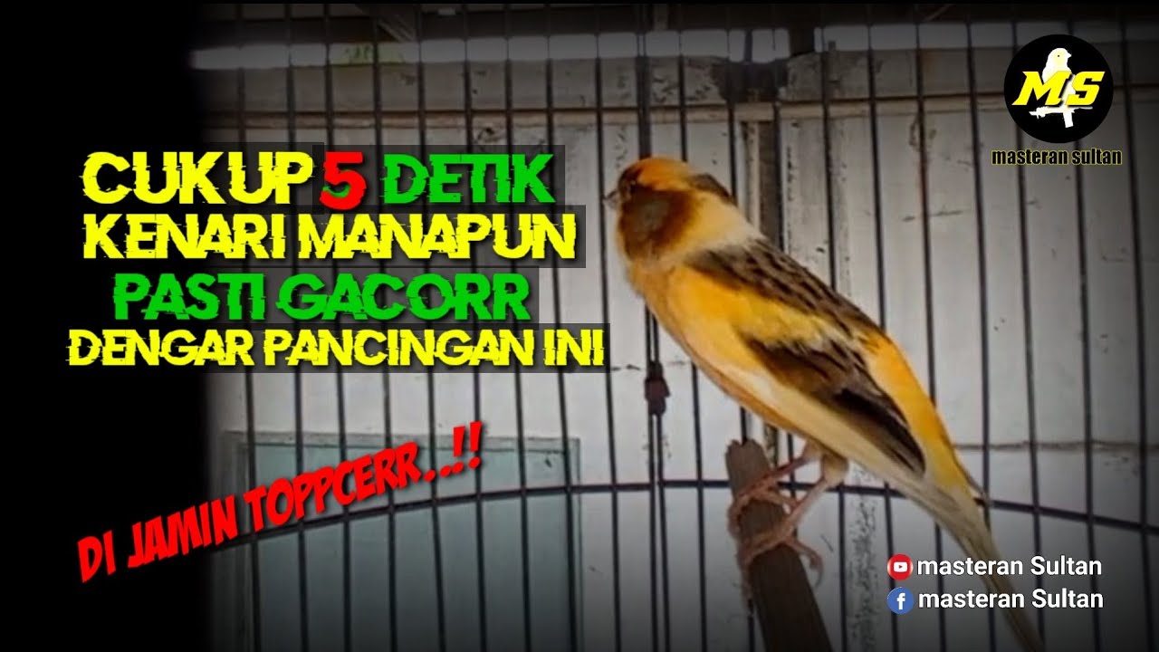 PANCINGAN KENARI BAHAN TERBAIK FULL ISIAN #pancingankenaribetina #kicaumania #masteran 