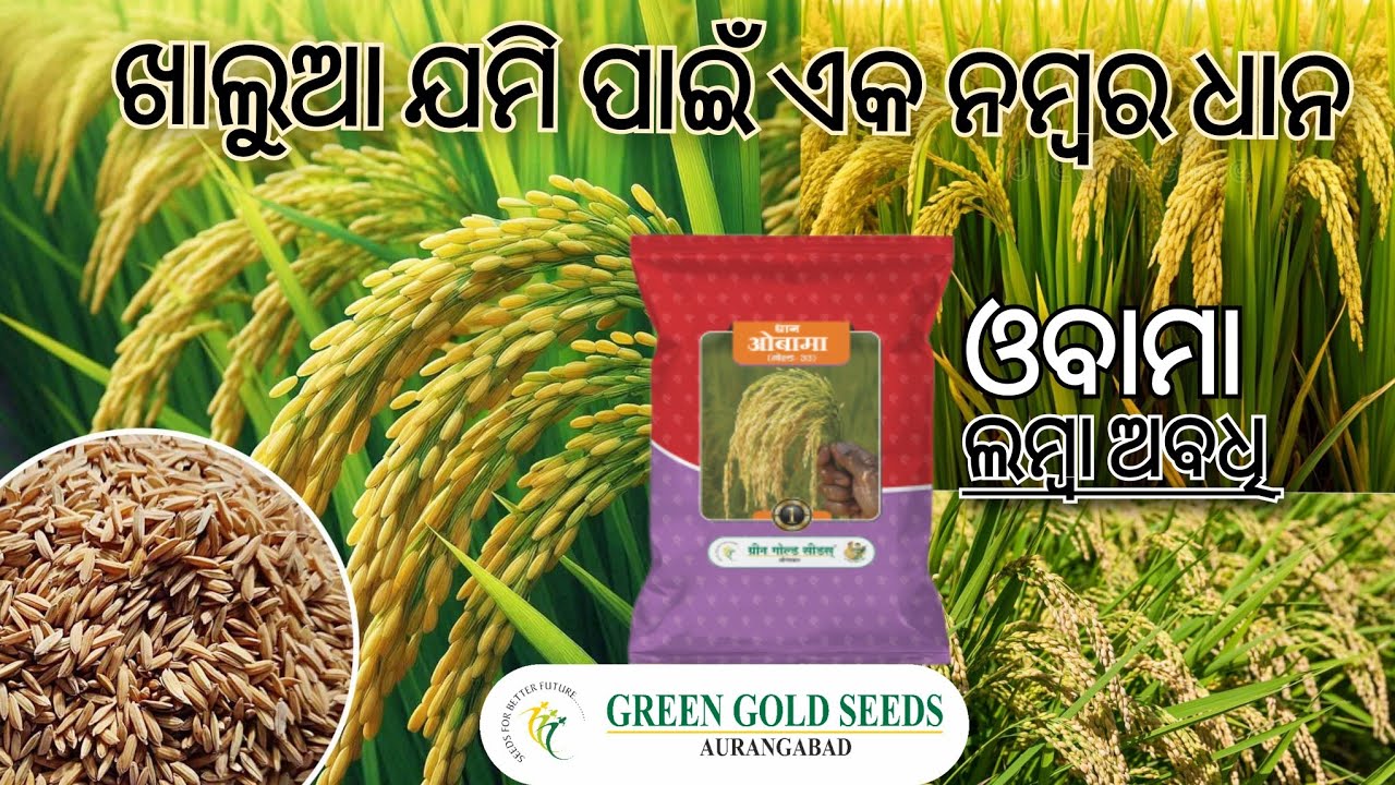 Green Gold Seeds/Obama Paddy/Long Duration Paddy/ଖାଲୁଆ ଜମି ପାଇଁ ଏକ ନମ୍ବର ଧାନ ଓବାମା/ଲମ୍ବା ଅବଧି ଧାନ