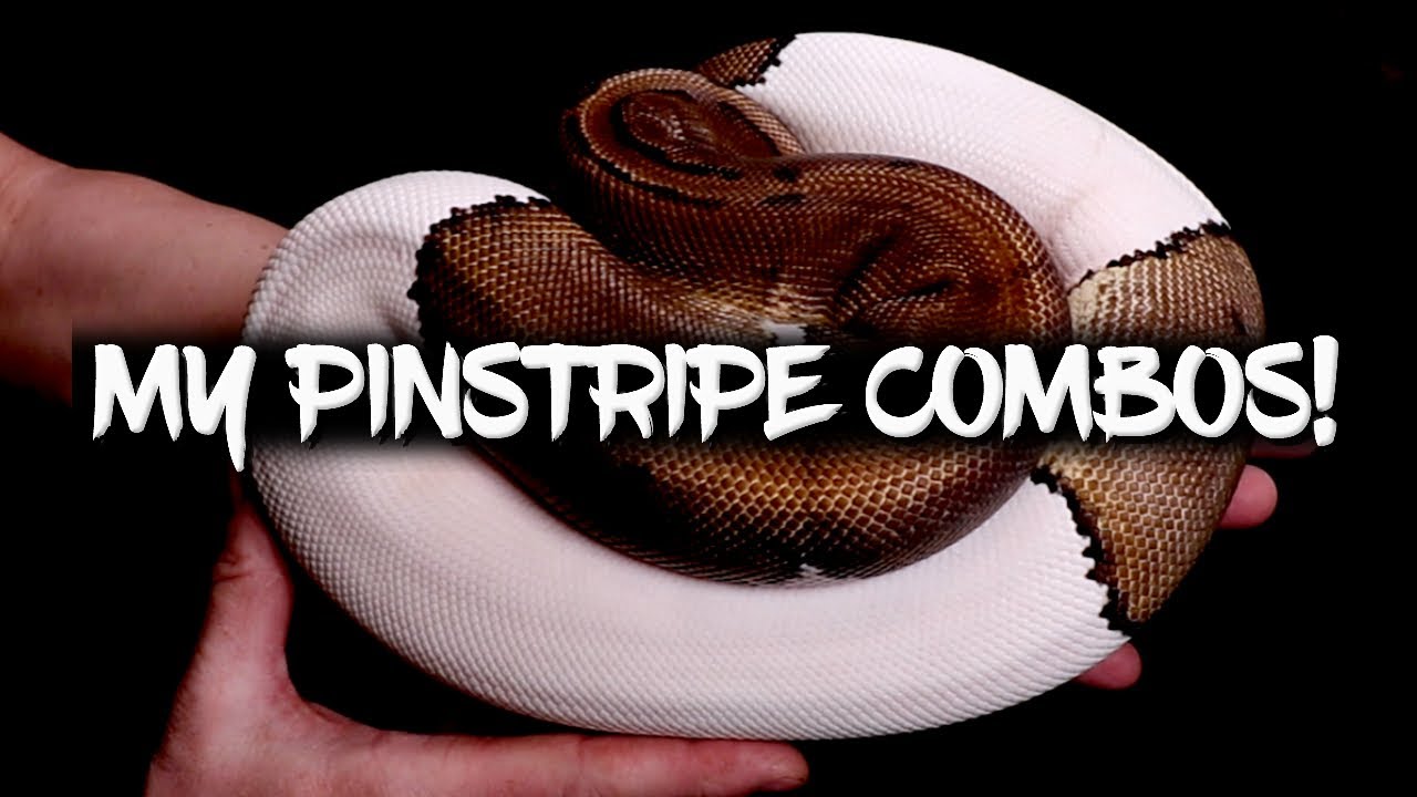 Check out my Pinstripe Combos! (Ball Pythons)