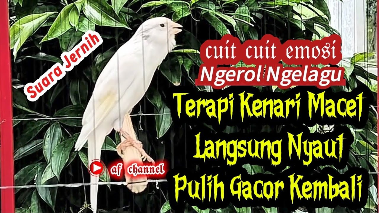 KENARI GACOR CUIT CUIT MEMANGGIL LAWAN BIKIN EMOSI |22| COCOK BUAT PANCINGAN KENARI BELAJAR BUNYI