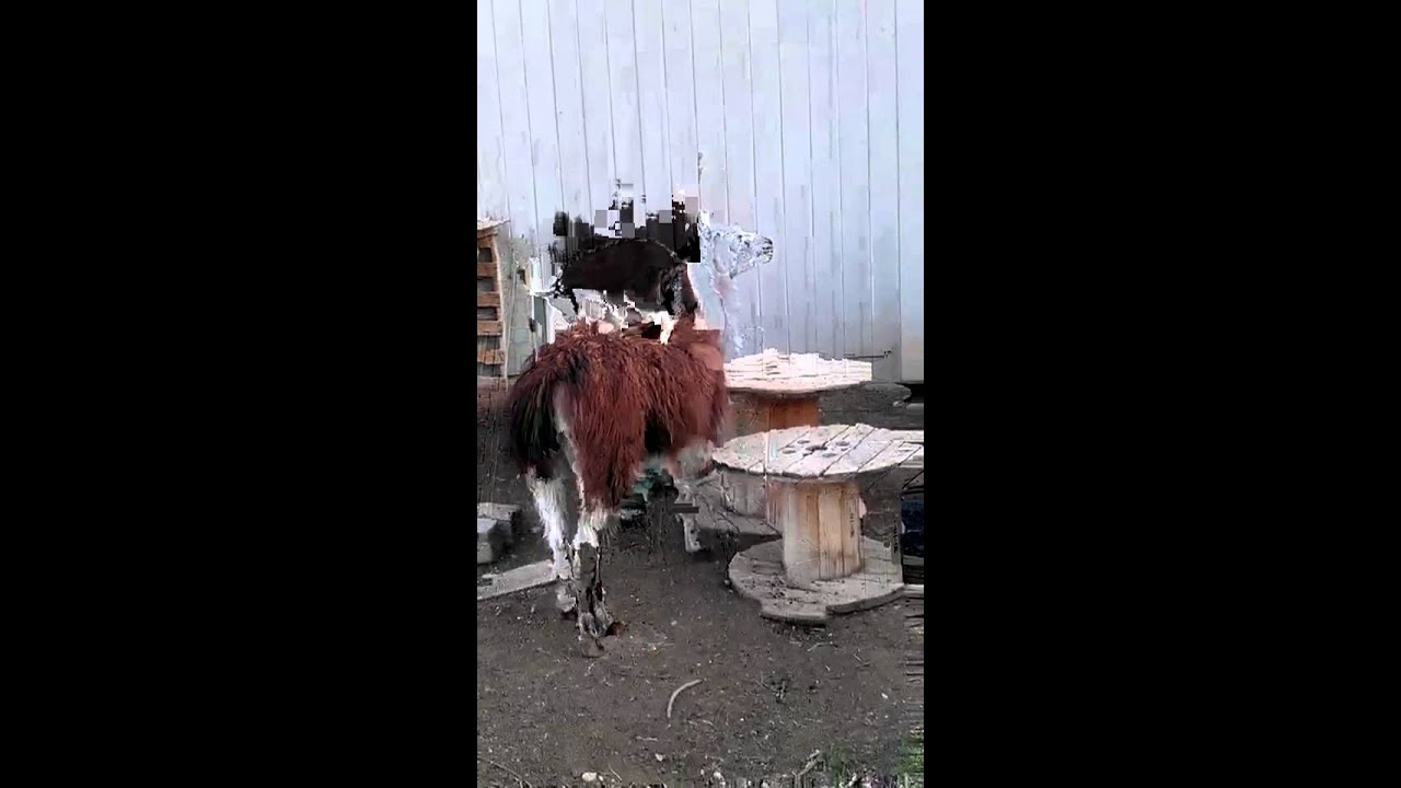 Baby goat riding a llama...Cozmo and Obi!