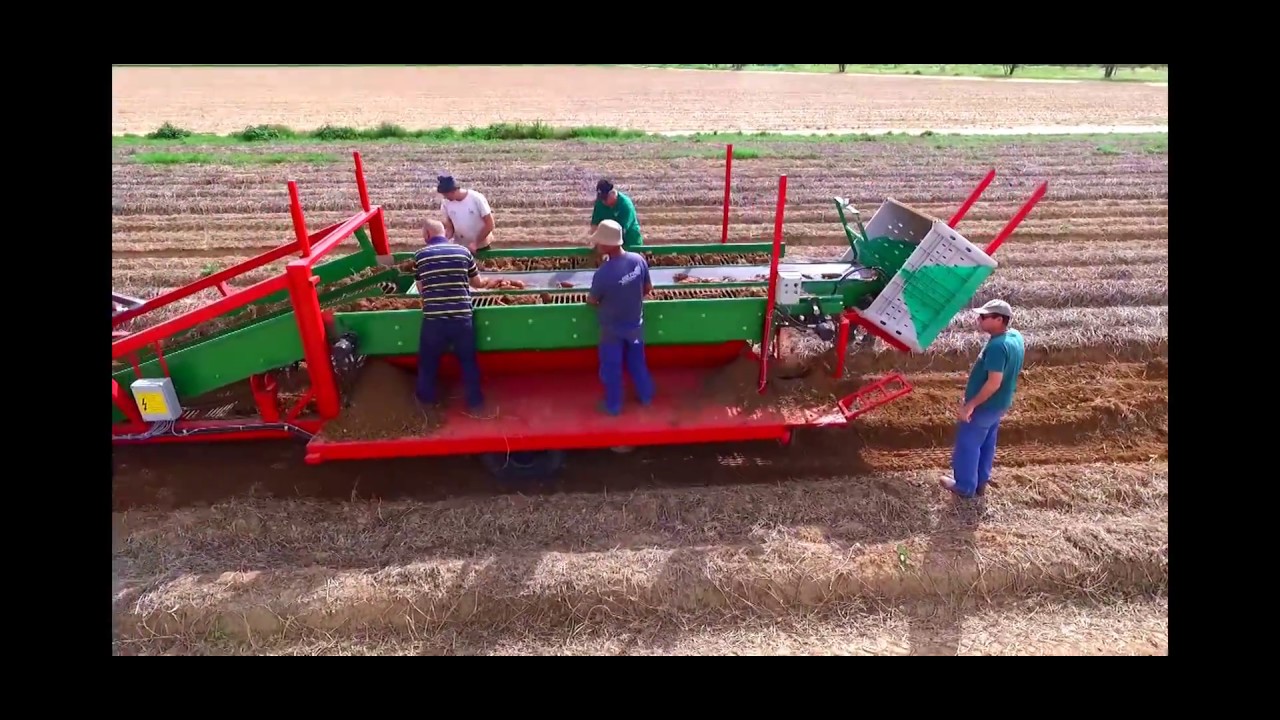 Sweet Potato Combine | Süßkartoffelernte | Recolección de camote | 2016