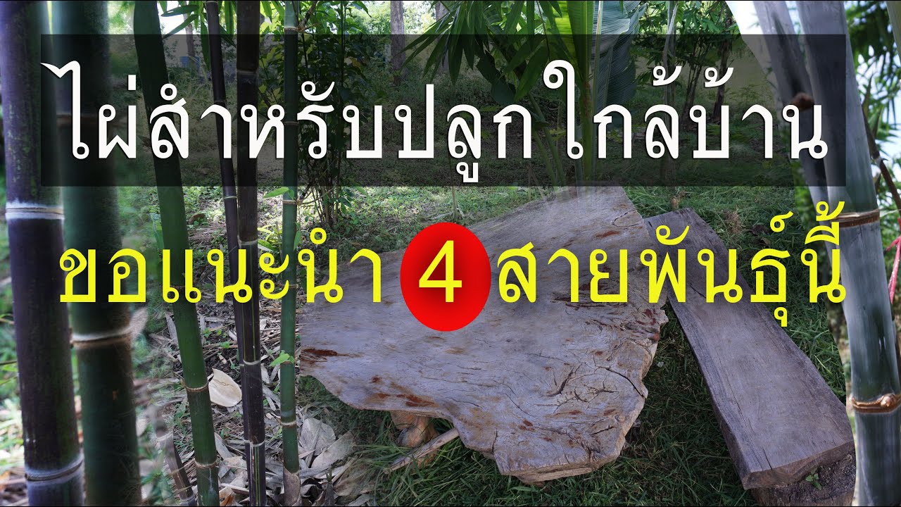 4 สายพันธุ์ไผ่ที่เหมาะสำหรับปลูกไว้ใกล้บ้าน เพื่อความสงบ ร่มเย็น เป็นธรรมชาติ เสริมมงคลให้ผู้อาศัย