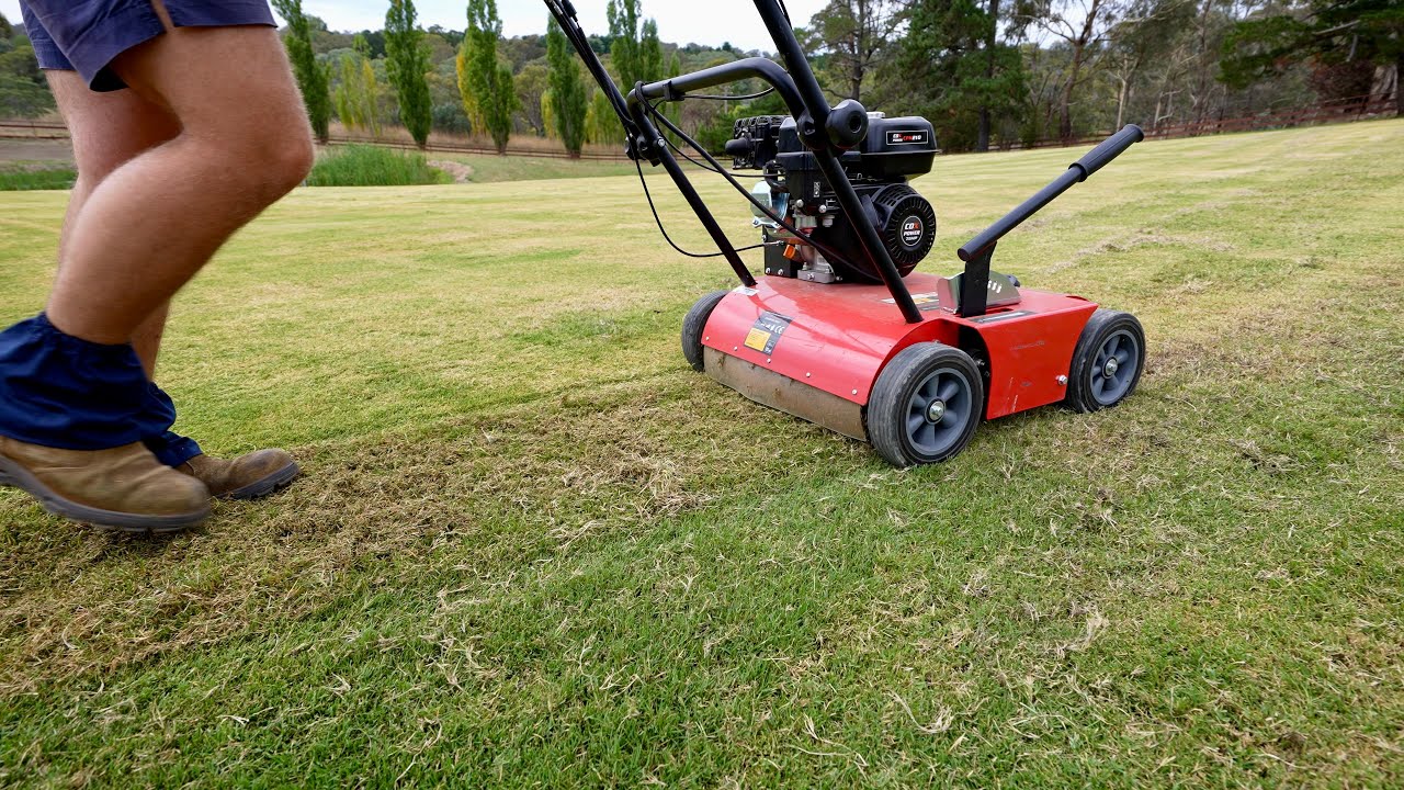 Filling in Bare Patches Quickly For Free // Lawn Sprigging