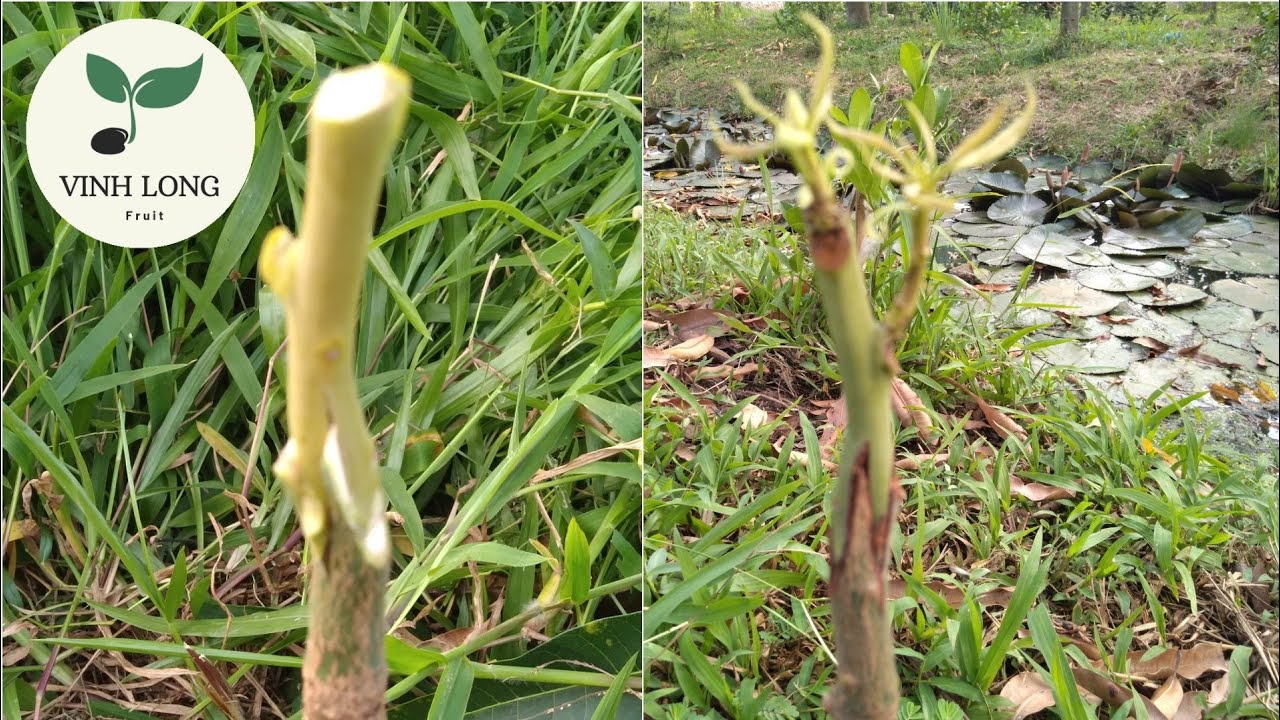 Cách ghép cành xoài bám chặt vào gốc cây xoài