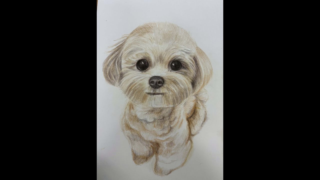 色鉛筆素描   馬爾泰犬 - 孫系蓉