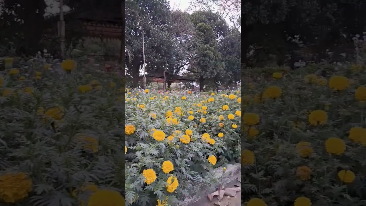 RAMAKRISHNA MISSION VIDYAPITH _ DEOGHAR JHARKHAND