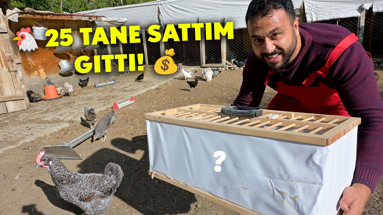 🐔 25 Tane Sattım Gitti! 💰 | Tavuk Sürümüz Çok Kalabalık Oldu 😅 | Organik Tavuk Yetiştiriciliği 🌿