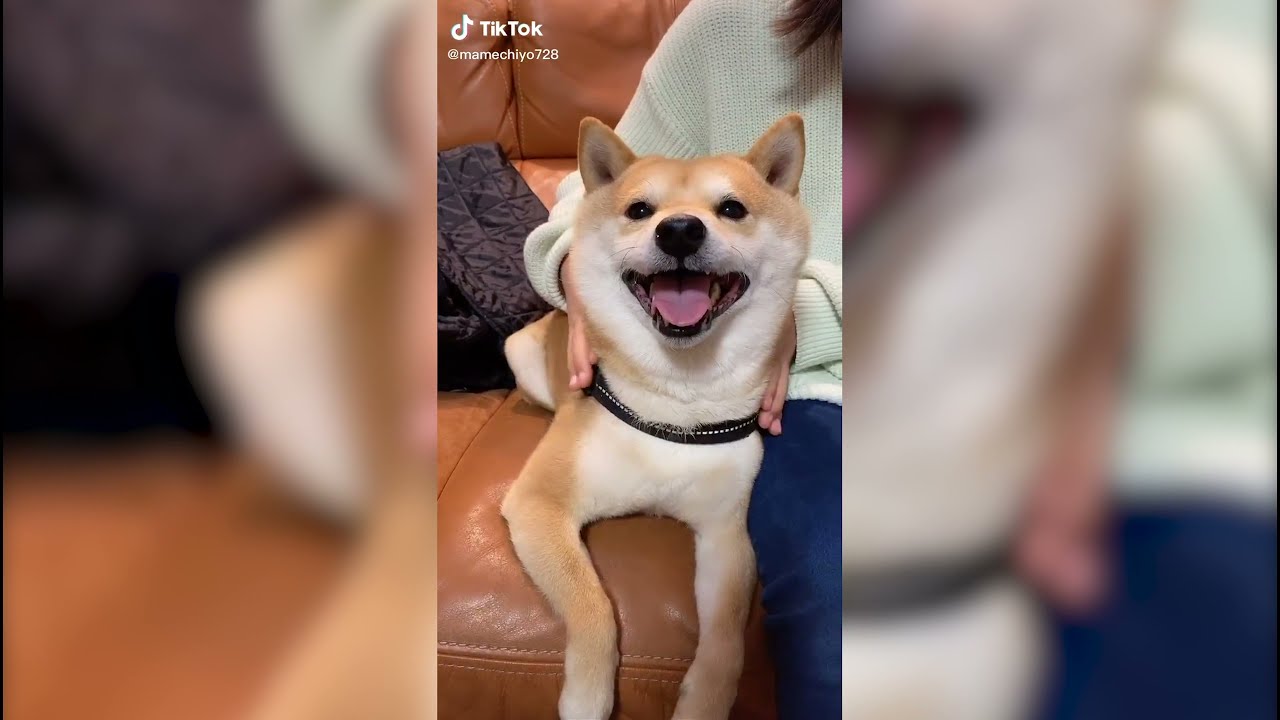 Cute Shiba Inu TikTok Compilation, 20 MINUTES