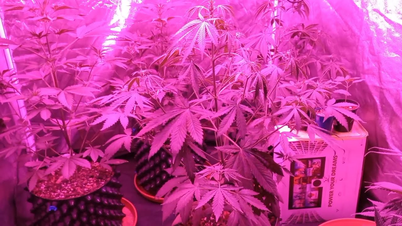 Dutch Passion Auto x Critical orange punch x Ultimate Autoseguimiento... 6&deg; Semana. Pre floraci&oacute;n
