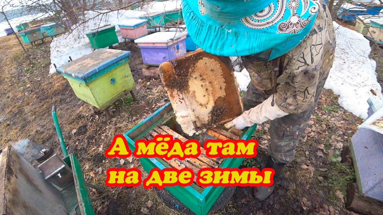 ПЕРЕСАЖИВАЮ ПРОШЛОГОДНИЙ РОЙ ИЗ ЛОВУШКИ В УЛЕЙ, А МЁДА В НЁМ ОСТАЛОСЬ МНОГО