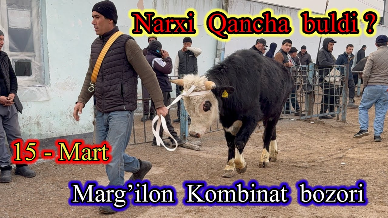 MARG’ILON KOMBINAT CHORVA BOZORI KUCHADAGI VA SIGIRLAR NARXLARI    15 марта 2026 г.