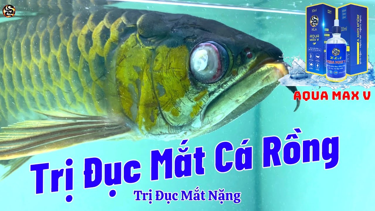Trị Đục Mắt Cá Rồng Nặng | Aqua Max V | Hoàng Lam
