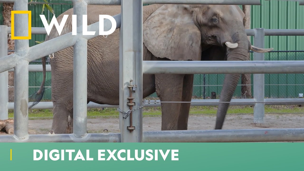 Meet The Elephants Of ZooTampa | Secrets Of The Zoo: Tampa | National Geographic WILD UK
