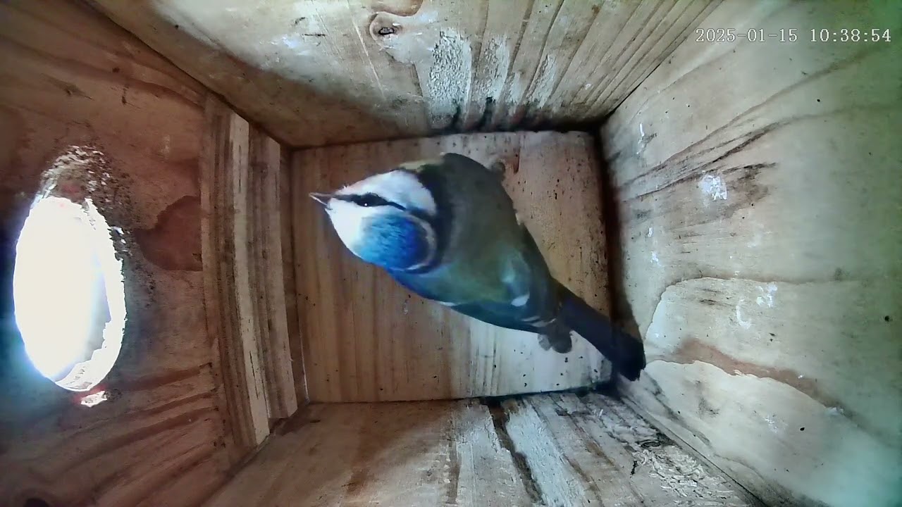 Blaumeisenkasten - Blue tit Nesting Box - 13.01.25 - 19.01.25