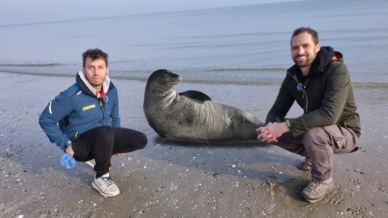 FOCA MONACA A RAVENNA: IL LOCH NESS DEL MEDITERRANEO!