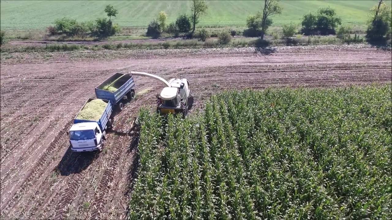Kukorica Silozás /  Corn Silage