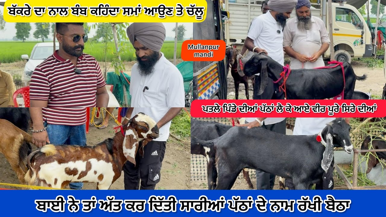ਬੱਕਰੇ ਦਾ ਨਾਮ ਹੀ ਬੰਬ ਰੱਖ ਦਿੱਤਾ ਕਹਿੰਦਾ ਚੱਲੂ ਇਹ ਵੀ ll MULLNAPUR MANDI ll #iltilanatv #punjab 