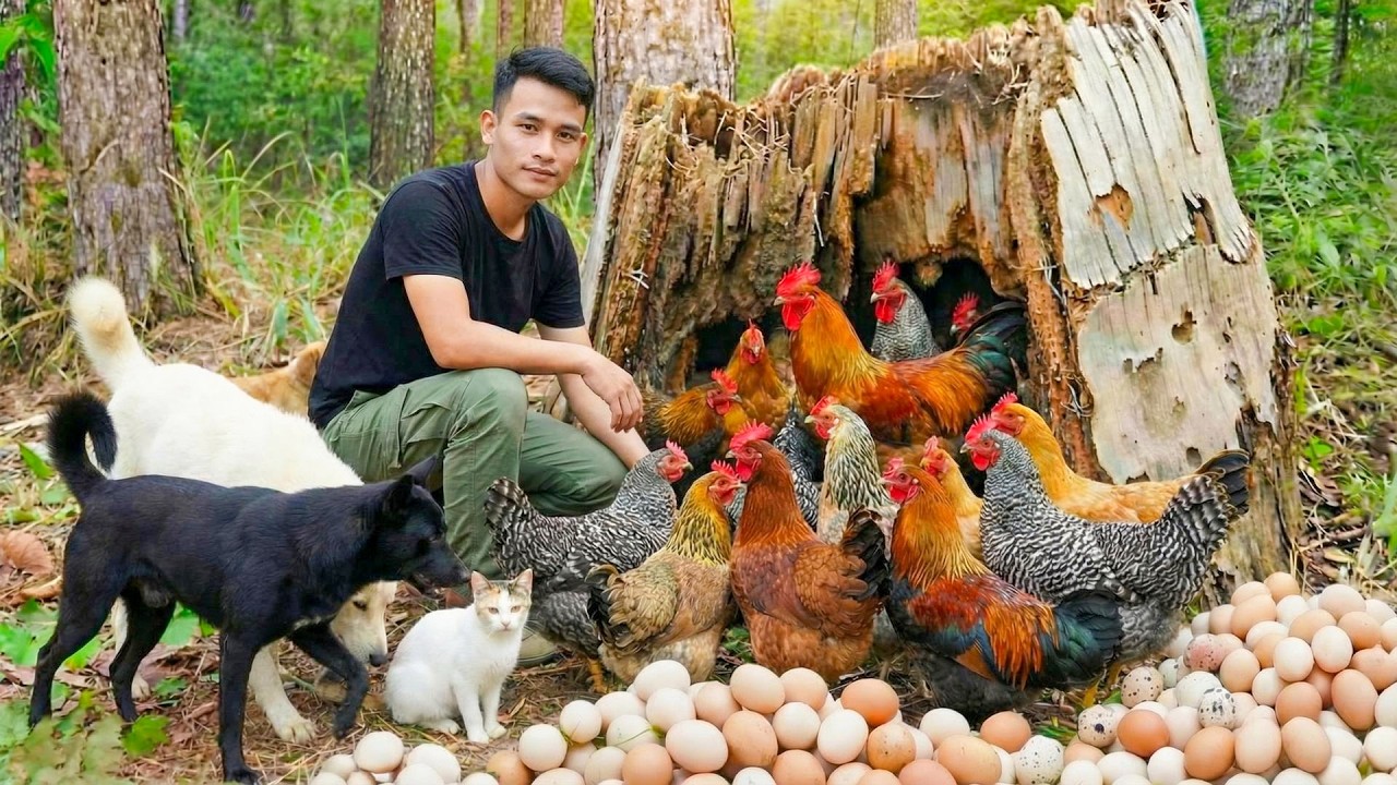 Harvesting Chickens, Eggs Goes to Market Sell | Farm Care & Cooking | Young CEO with tom lu and miu