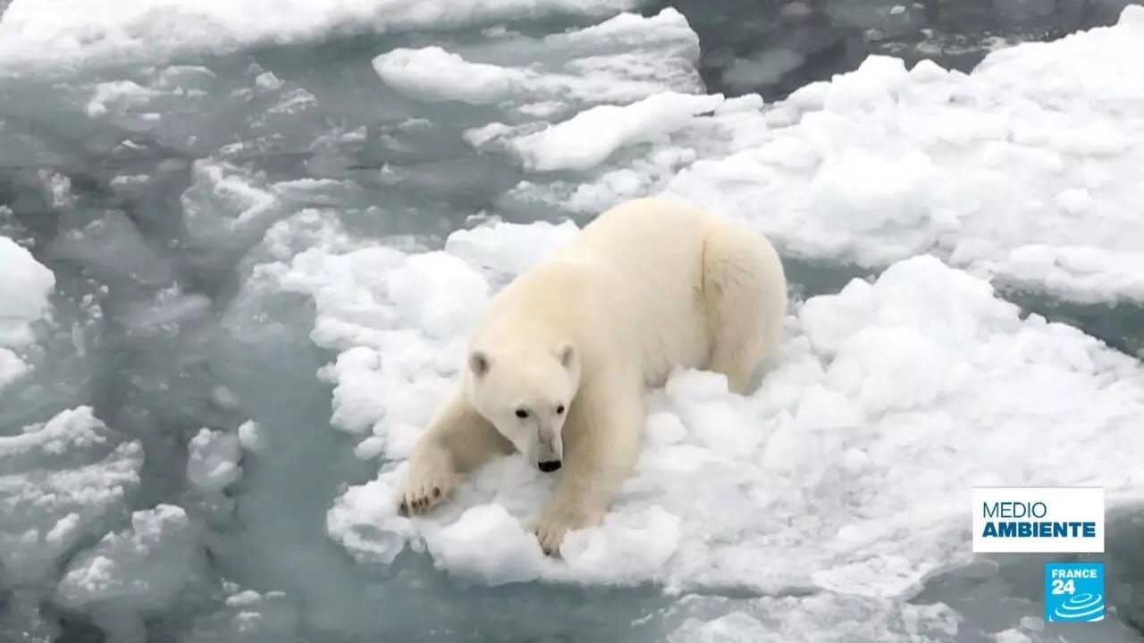 La pérdida de hielo marino en los polos alcanza niveles récord: Copernicus • FRANCE 24 Español