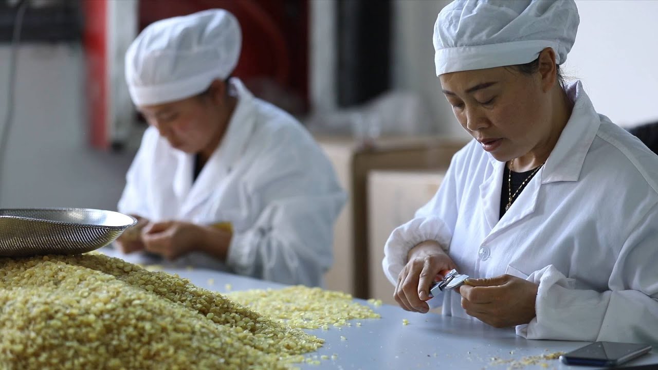 Edible seed helps locals cast off poverty in SW China's Guizhou