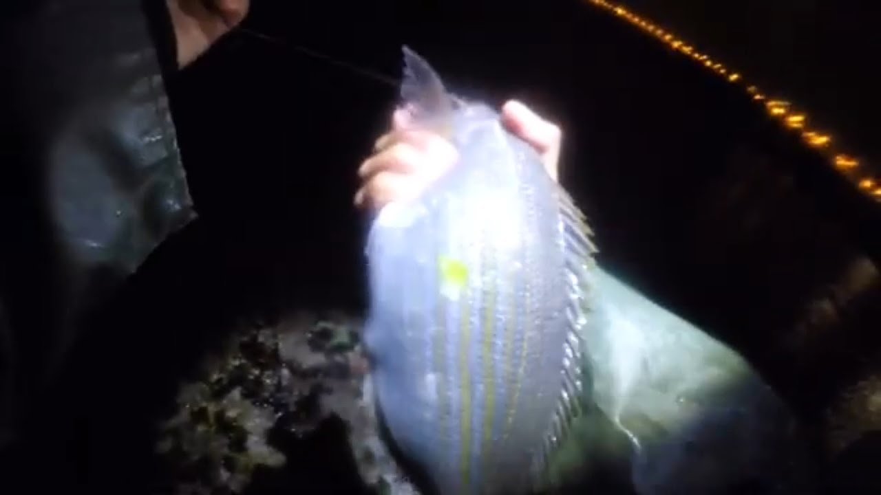 ♯تقنية الفراشة  تفوق الدودة الحرشة على القمرون مع لمونطاج و معلومات مهمة وكلام من القلب