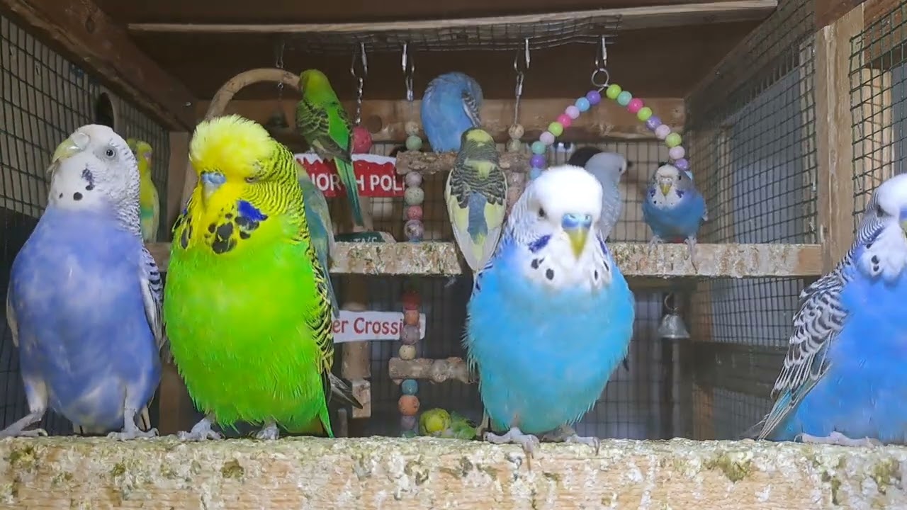 Mini parrot family