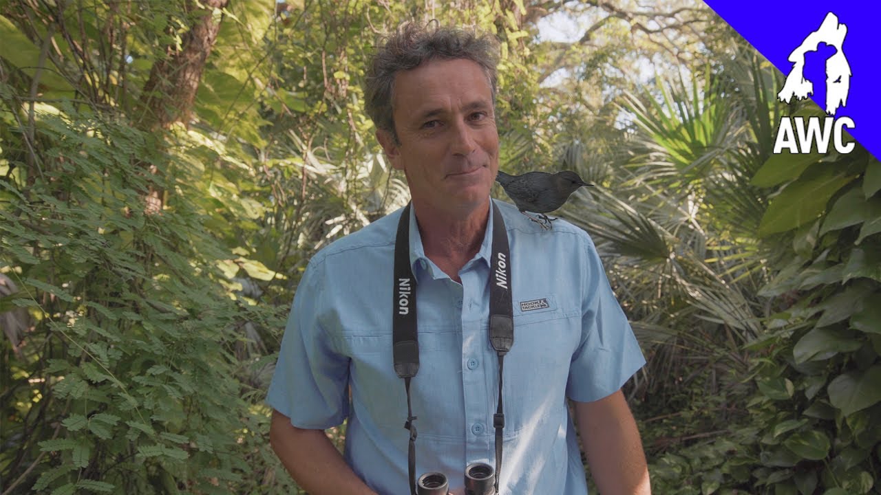 Songbird Hunting Underwater! | AWC Diaries